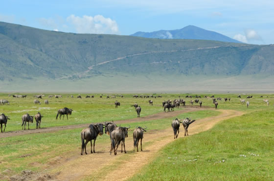 Ngorongoro Crater